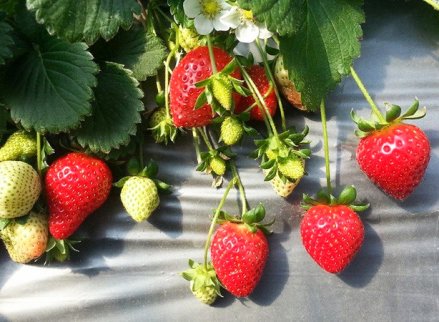 白石湖草莓園