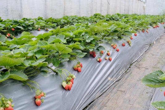2026內湖草莓季開跑「20家開放採果」月底進入盛產期