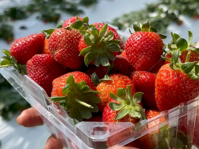 2023台北內湖草莓季開跑，好康攻略出爐！快來DIY果醬、盆栽，品嘗新鮮草莓冰淇淋