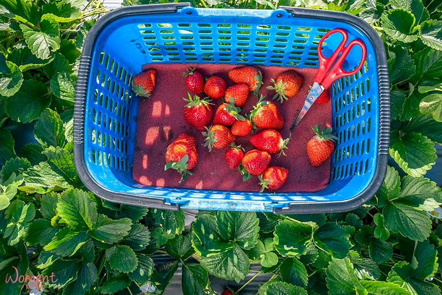 2026內湖草莓季完整攻略，內湖草莓園地圖、人氣農園推薦、採草莓資訊、品嚐草莓料理與甜點、交通方式一