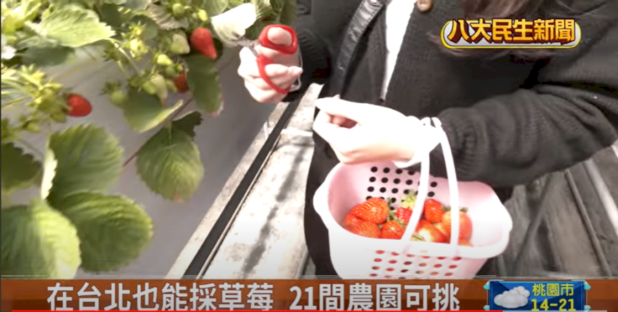 內湖草莓季 不用再跑苗栗採