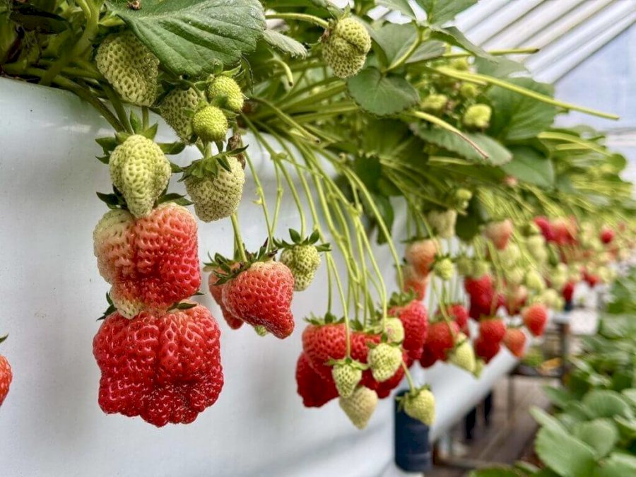 內湖草莓季登場 民眾可享受採果樂趣