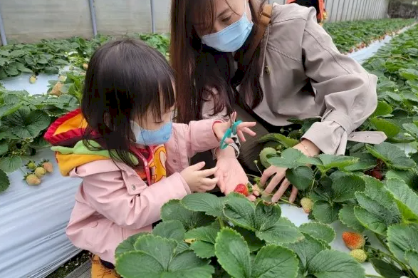 2023內湖草莓園好康攻略出爐 享受「草莓採果趣」就趁現在