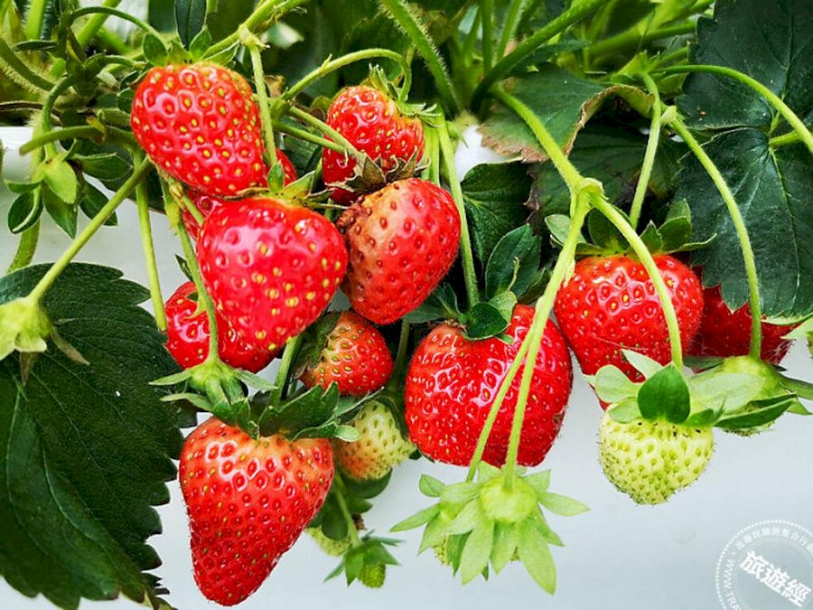 2023內湖草莓季開跑 台北有21家草莓園供選擇