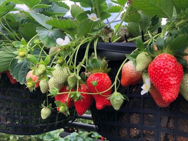 內湖草莓季今啟動！20家草莓園資訊在這　順遊唯美椿寒櫻大道 
