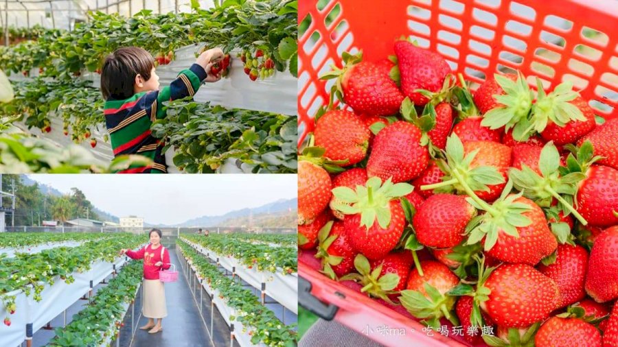 抓住草莓季尾巴！５家「免門票草莓園」：網評4﹒9分、打卡免費吃草莓冰