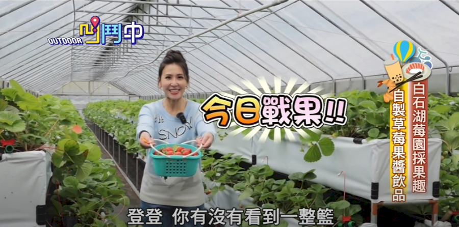 滿滿粉紅泡泡　白石湖草莓季繽紛登場