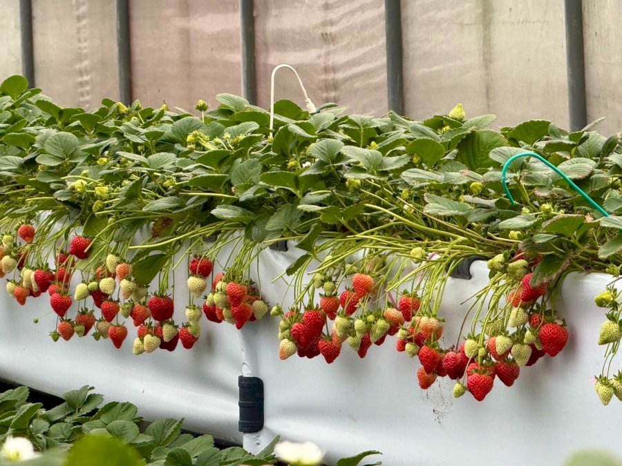 台北也有草莓園！ 春遊內湖「莓」好時光 溫室採果、創意美食玩透白石湖