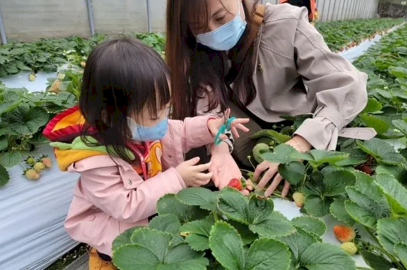 台北也能採草莓！21家「內湖草莓園」 搭公車就能到