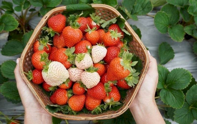 內湖草莓季登場！溫室鮮採超「莓」好 打卡抽好禮