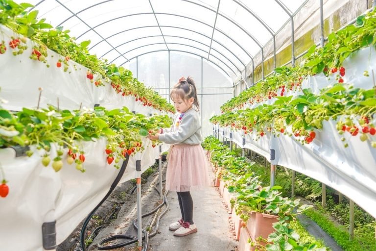內湖草莓季開跑 溫室採莓抽獎