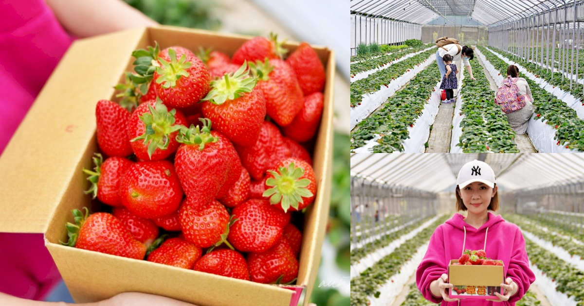 【台北】內湖草莓季，清香休閒農場，採草莓手作果醬，今年就來台北內湖採草莓