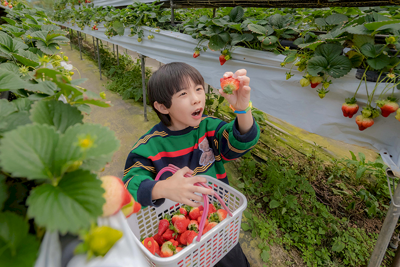 台北採草莓秘境！連內湖人都不知道的安泰草莓園，草莓又大又鮮甜！