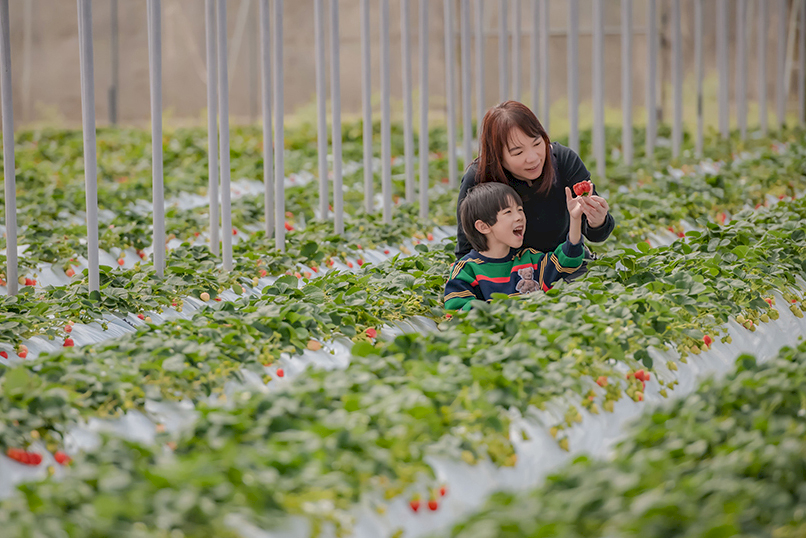 台北景點｜清香休閒農場採草莓、拔蘿蔔、食農體驗，一年四季都好玩的快樂農場！