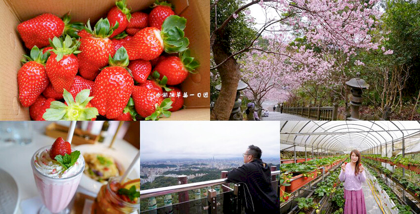 內湖草莓季 ❙ 黃文成草莓園、碧山巖觀景平台與櫻花隧道，內湖採草莓一日遊!
