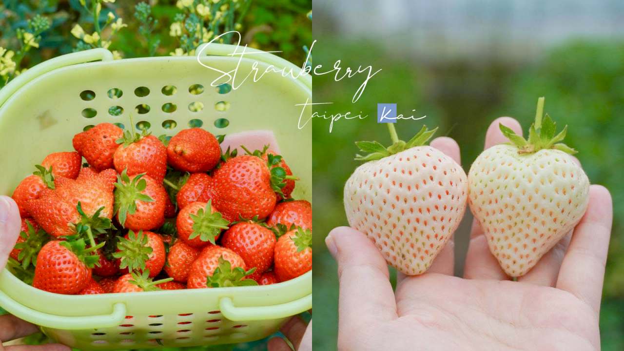 【台北｜內湖】台北人的草莓秘境！野草花果有機農場採白草莓。