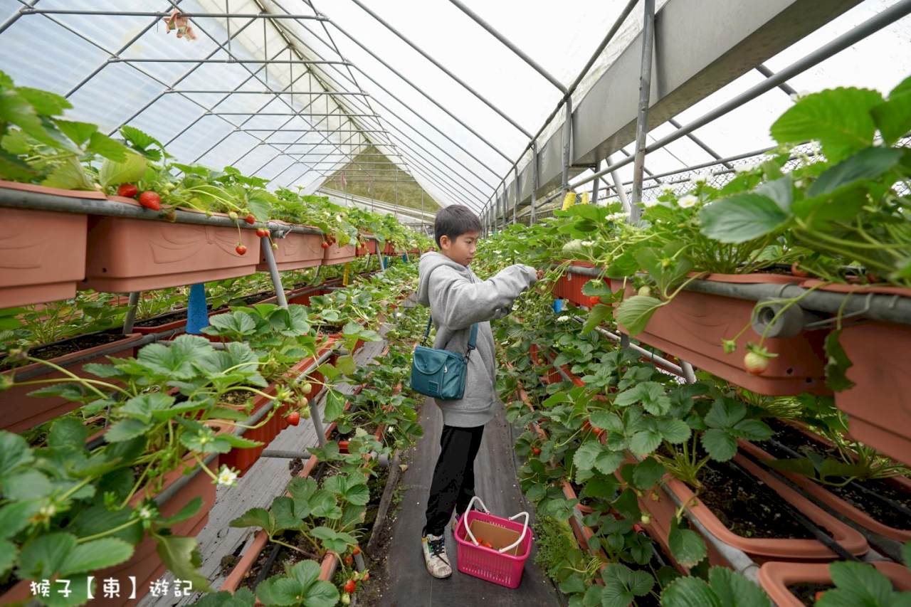 [台北] 2024內湖草莓季 美麗田農園Farmily 唯美高架草莓園 體驗採草莓、DIY草莓Pizza樂趣 景觀台眺望101風景超美